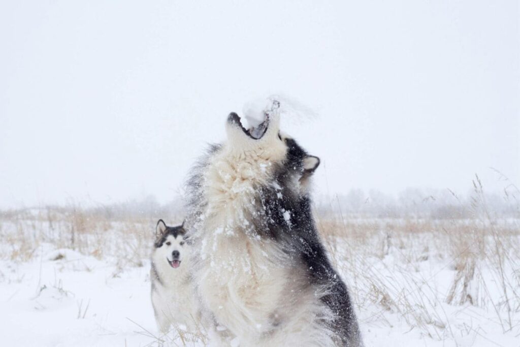 Husky-Siberiano-uivando-uivo-1024x683 Husky Siberiano: Tudo o que Você Precisa Saber Sobre a Raça