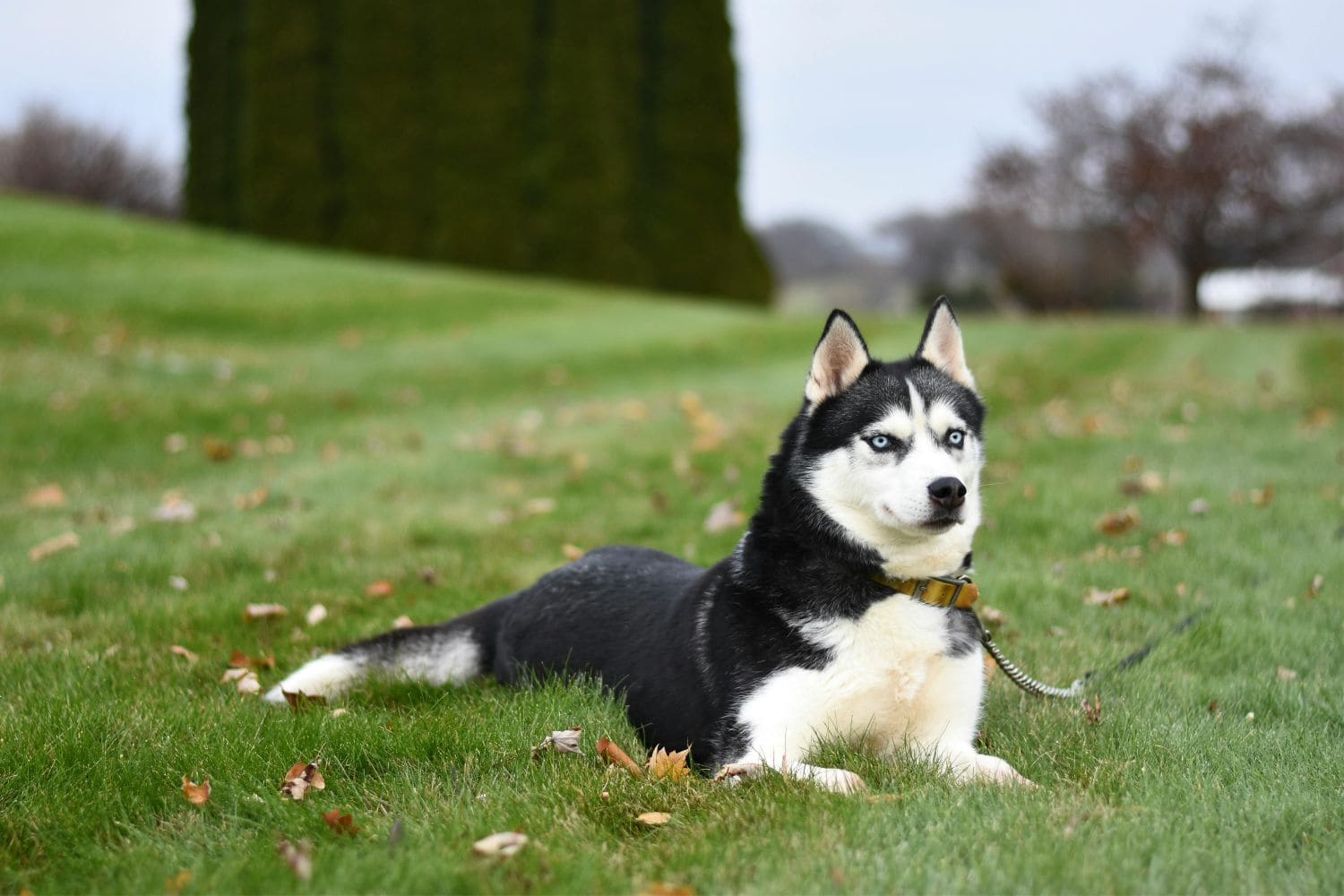 Husky Siberiano