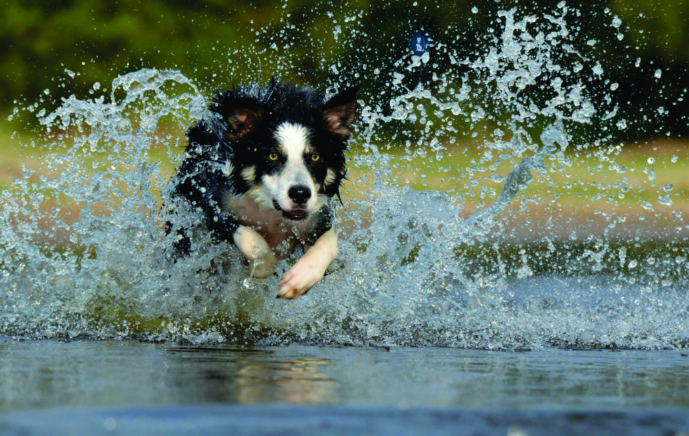 dicas cuidar cachorro blog bichodengo