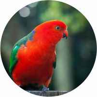 aves