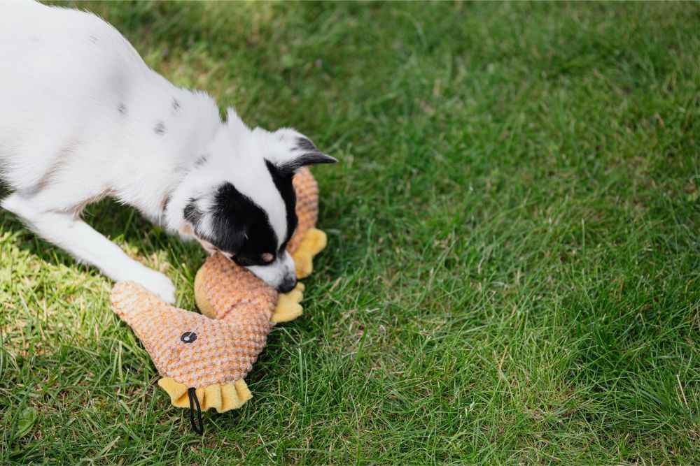 Brinquedo para cachorro