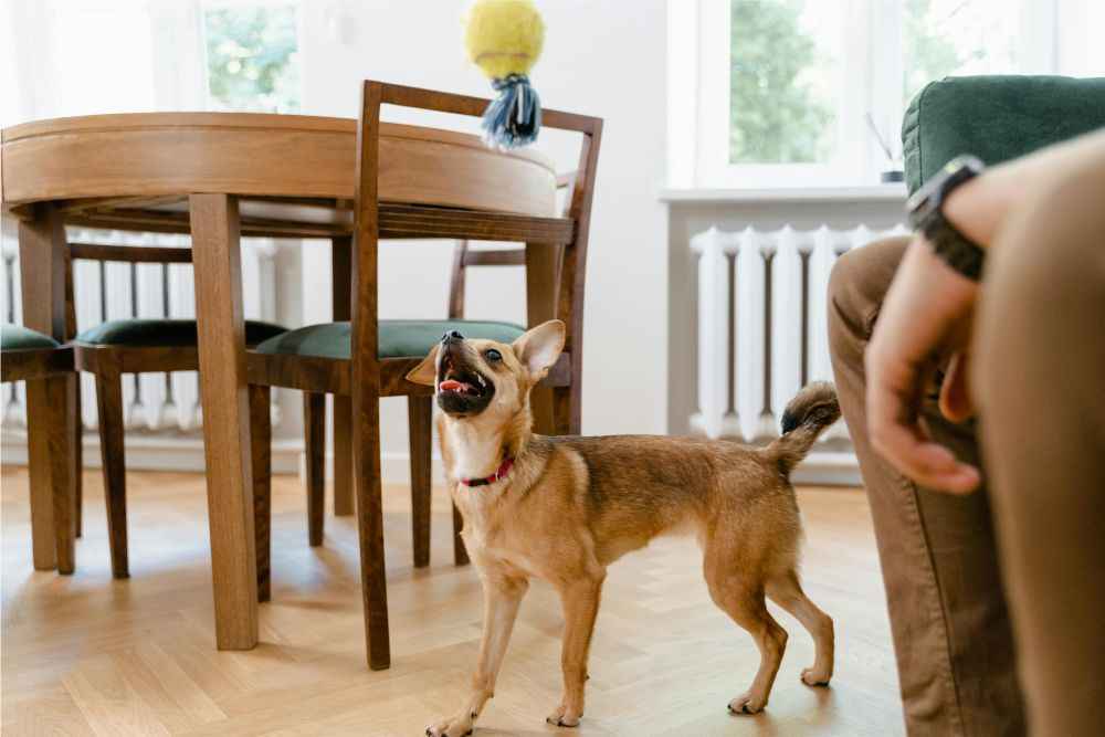 Brinquedo para cachorro