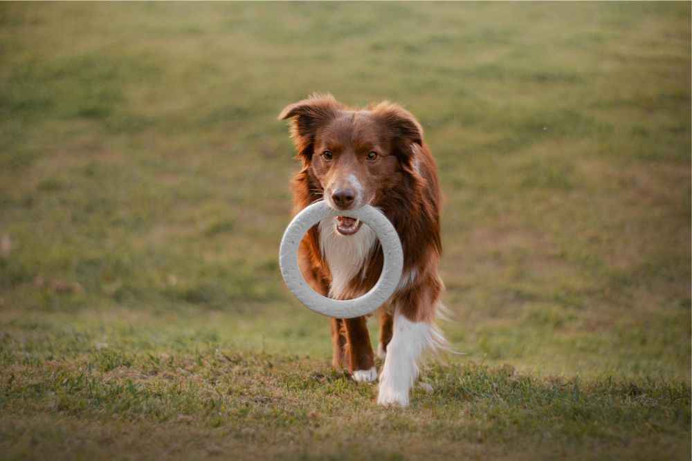 Brinquedo para cachorro