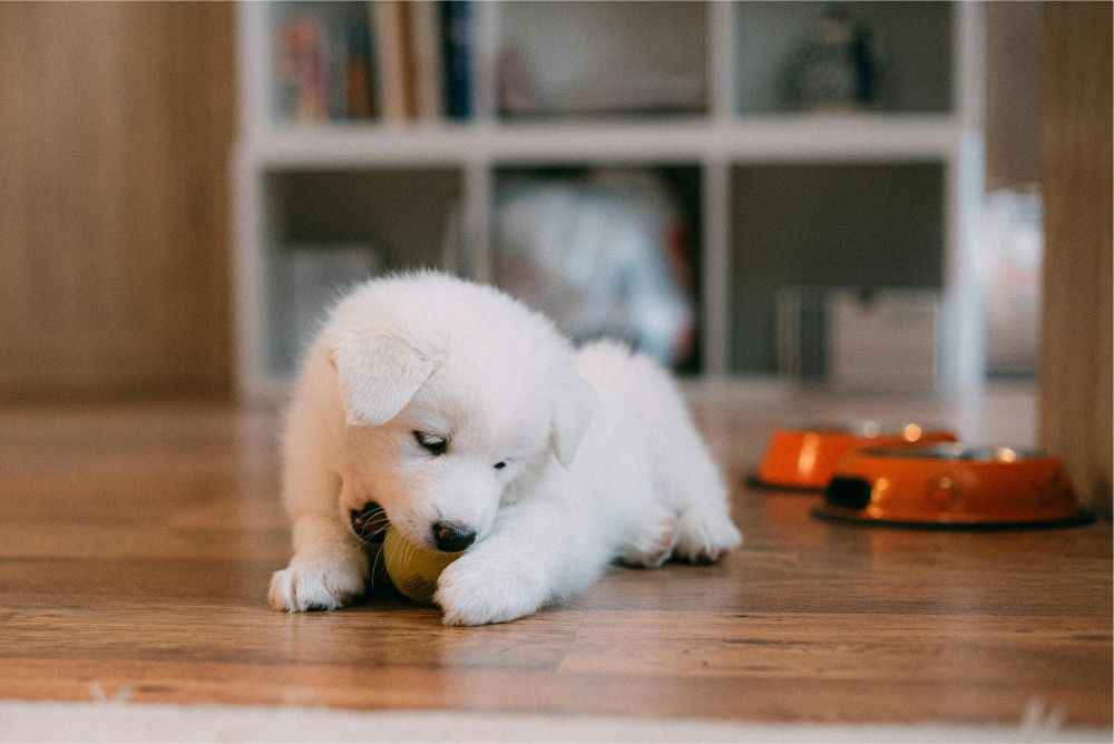 Brinquedo para cachorro