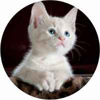 Gato