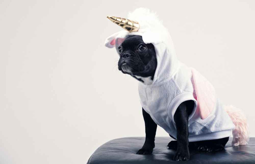 Nome de cachorro