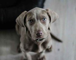 Nome de cachorro