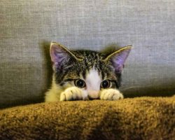 Nomes para Gatos